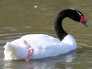 Black-Necked Swan (WWT Slimbridge 20) - pic by Nigel Key